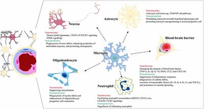 Microglia-mediated neuroinflammation and neuroplasticity after stroke
